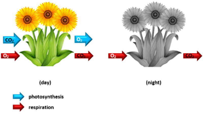 photosynthesis