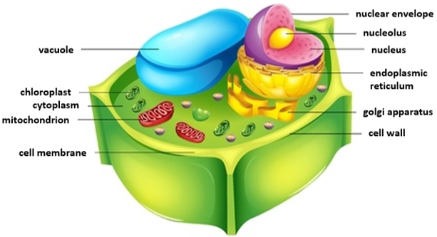 plant cell plant cell