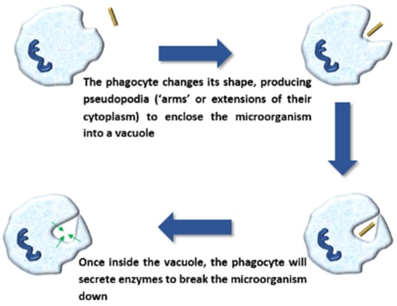 primary immune response primary immune response