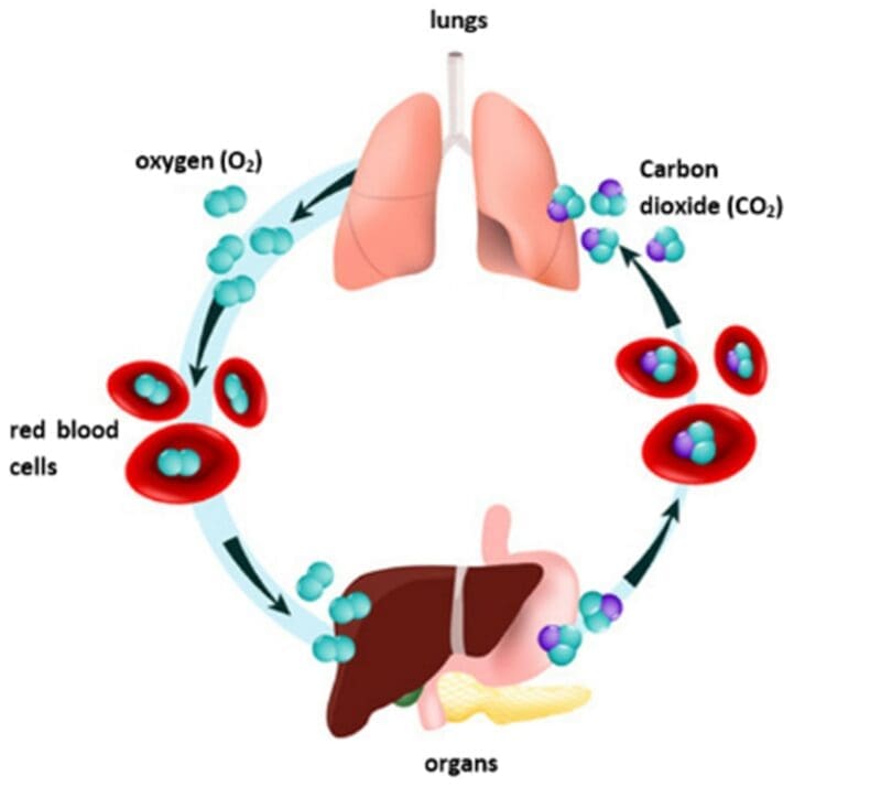respiratory system respiratory system