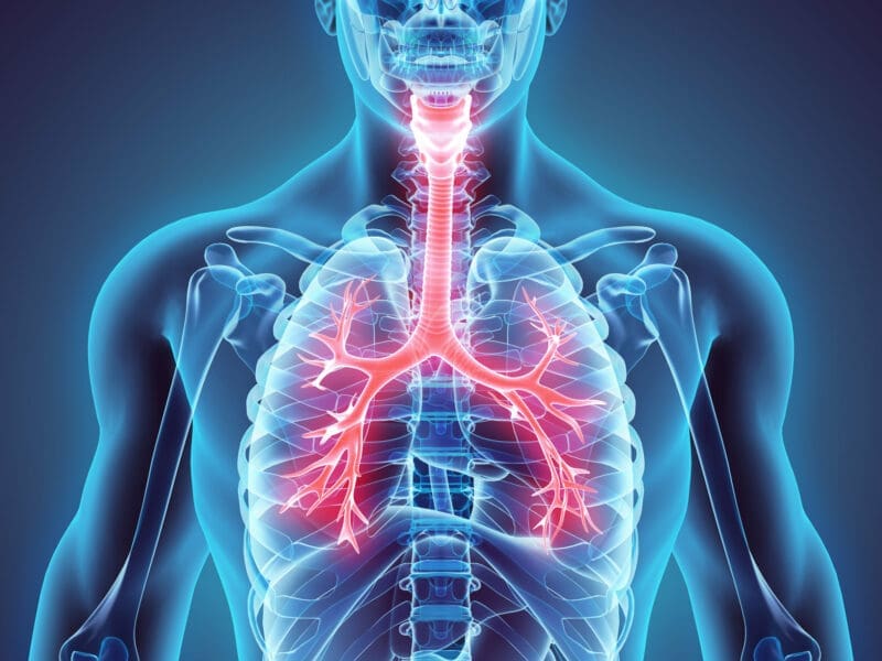 The respiratory system in humans