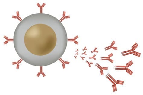 white blood cells white blood cells