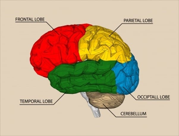 Cerebral Hemispheres Cerebral Hemispheres