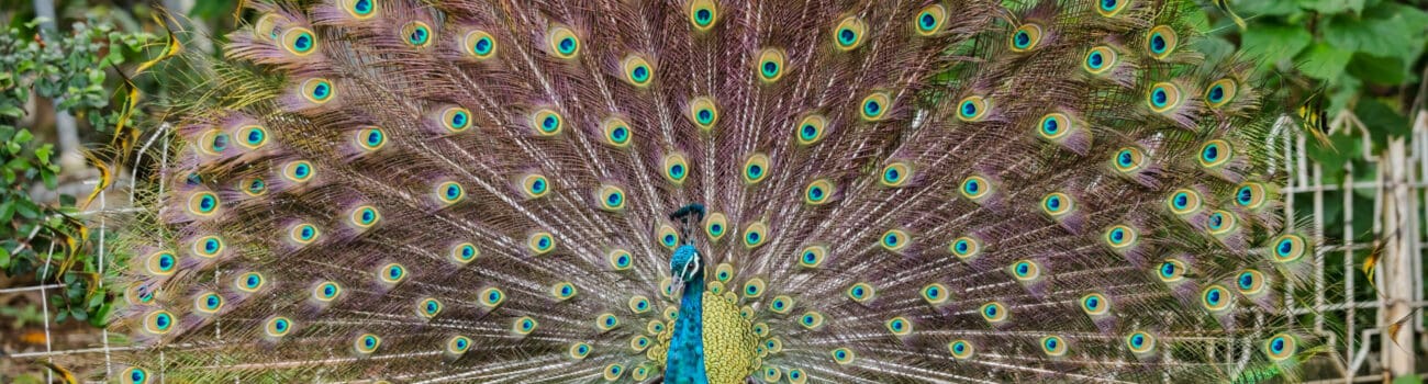 Male peacock, peacocking Male peacock, peacocking