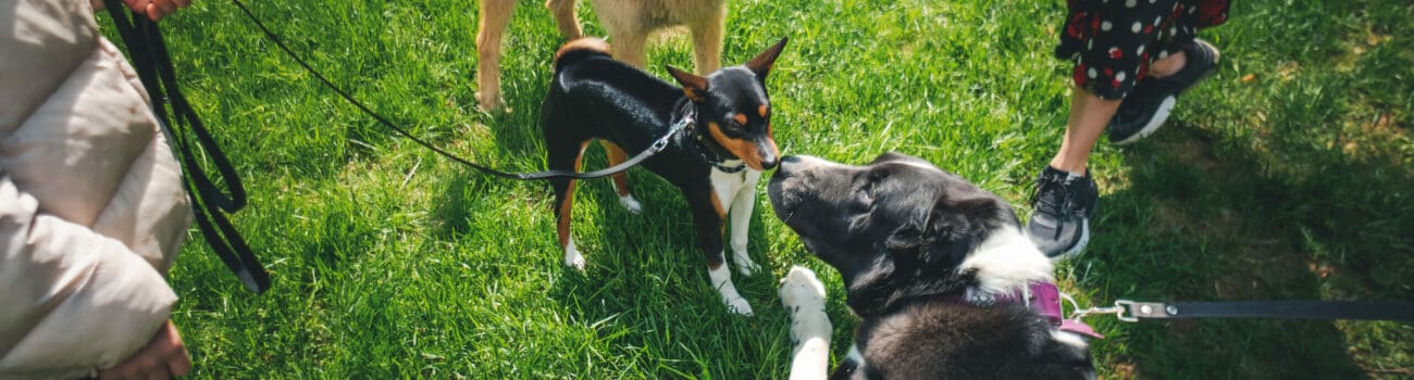 Social Benefits of Working with Animals Social Benefits of Working with Animals