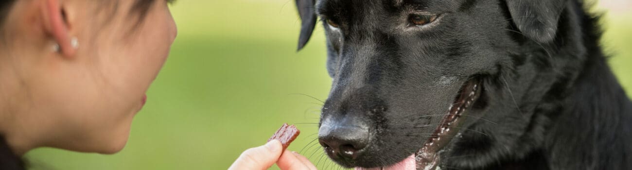 dog drooling every time it is exposed to food dog drooling every time it is exposed to food