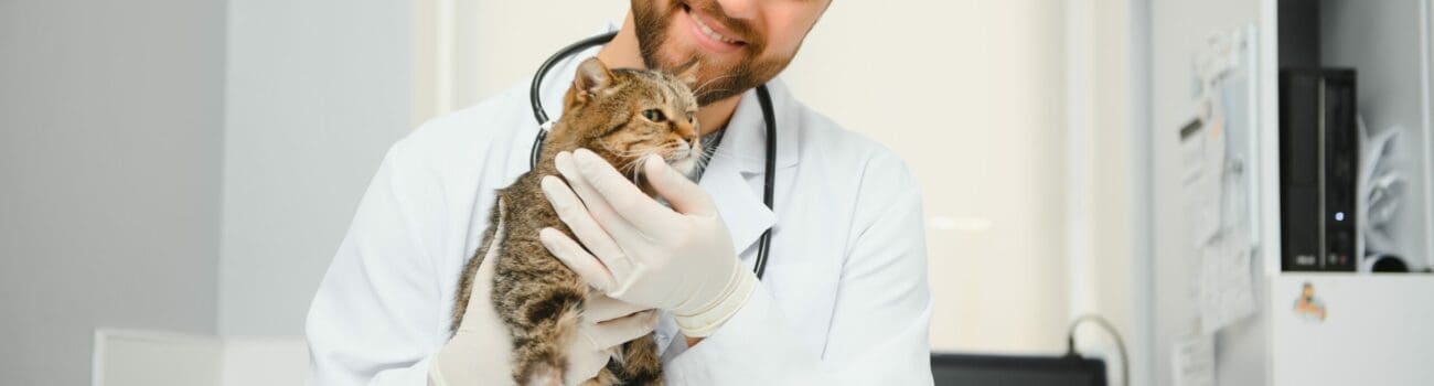 veterinarian holding cat in clinic. veterinarian holding cat in clinic.
