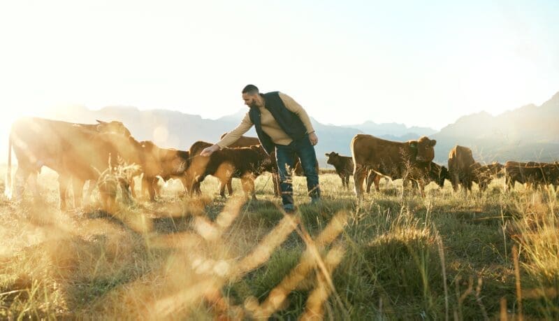 How To Build A Career Working With Animals