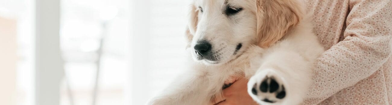 The Benefits of Animal-Assisted Therapy in Care The Benefits of Animal-Assisted Therapy in Care
