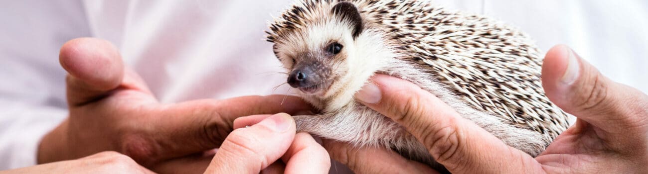 The Benefits of Animal-Assisted Therapy in Care The Benefits of Animal-Assisted Therapy in Care