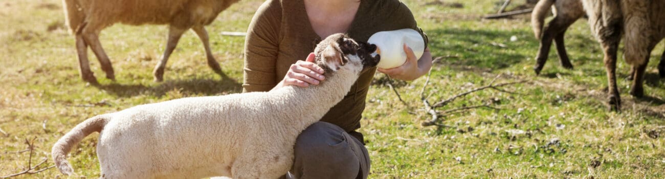 The Benefits of Animal-Assisted Therapy in Care The Benefits of Animal-Assisted Therapy in Care