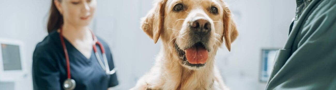 How To Build A Career Working With Animals How To Build A Career Working With Animals