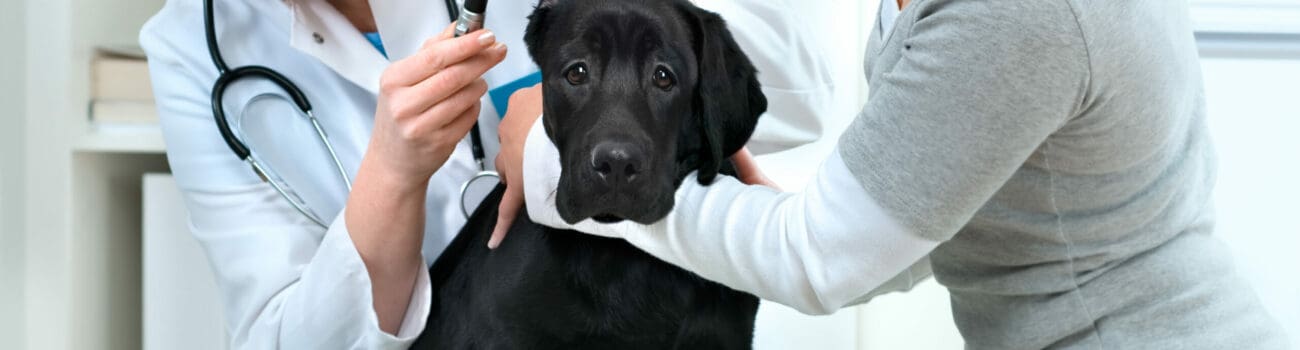 How To Build A Career Working With Animals How To Build A Career Working With Animals
