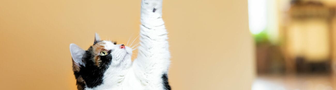 Understanding Animal Training - Positive Reinforcement Techniques Understanding Animal Training - Positive Reinforcement Techniques