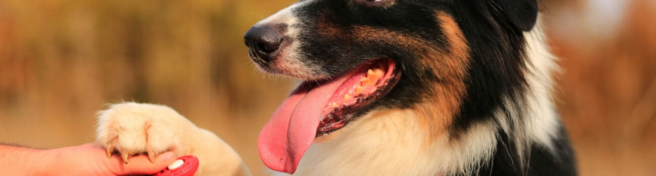 Understanding Animal Training - Positive Reinforcement Techniques Understanding Animal Training - Positive Reinforcement Techniques