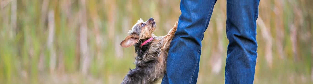 YUnderstanding Animal Training - Positive Reinforcement Techniques Understanding Animal Training - Positive Reinforcement Techniques