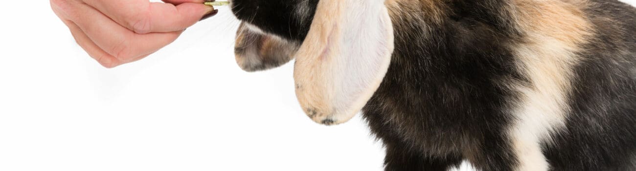 Understanding Animal Training - Positive Reinforcement Techniques Understanding Animal Training - Positive Reinforcement Techniques