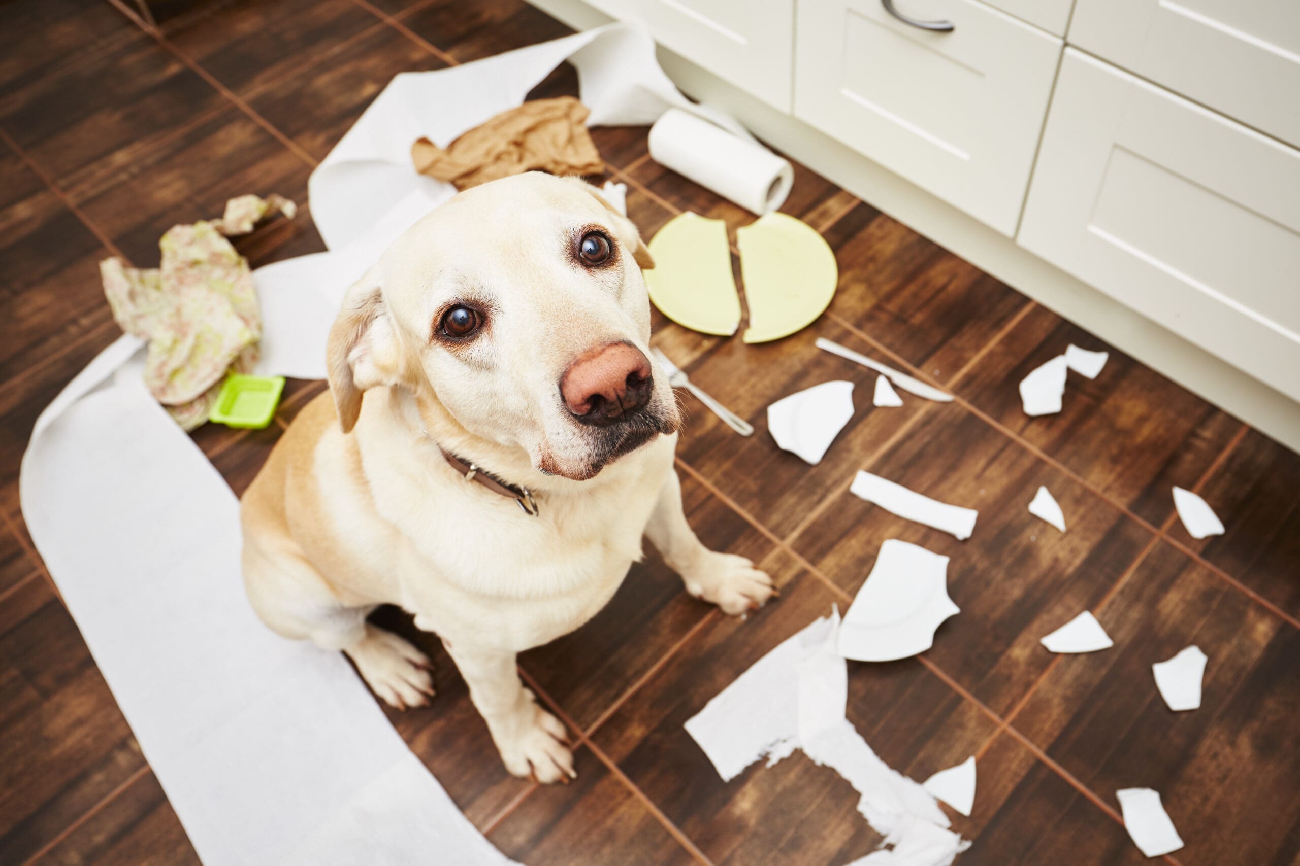How To Deal With Difficult Animal Behaviour