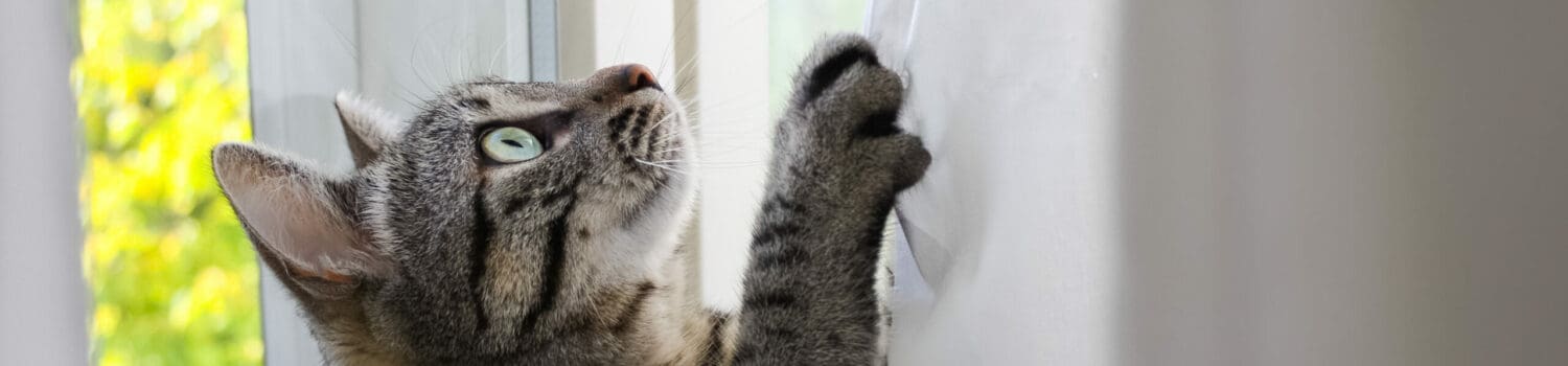 How To Deal With Difficult Animal Behaviour How To Deal With Difficult Animal Behaviour