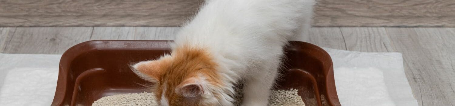 How To Deal With Difficult Animal Behaviour How To Deal With Difficult Animal Behaviour