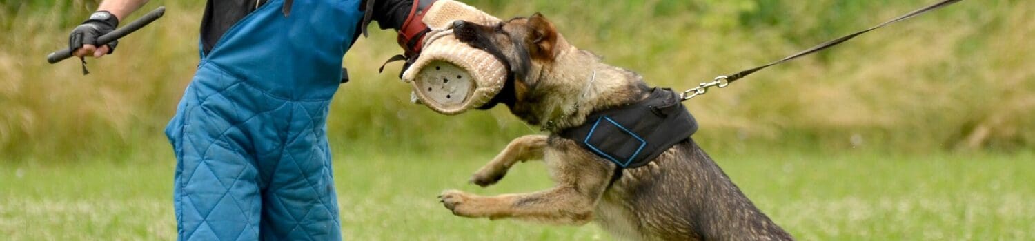 How To Deal With Difficult Animal Behaviour How To Deal With Difficult Animal Behaviour