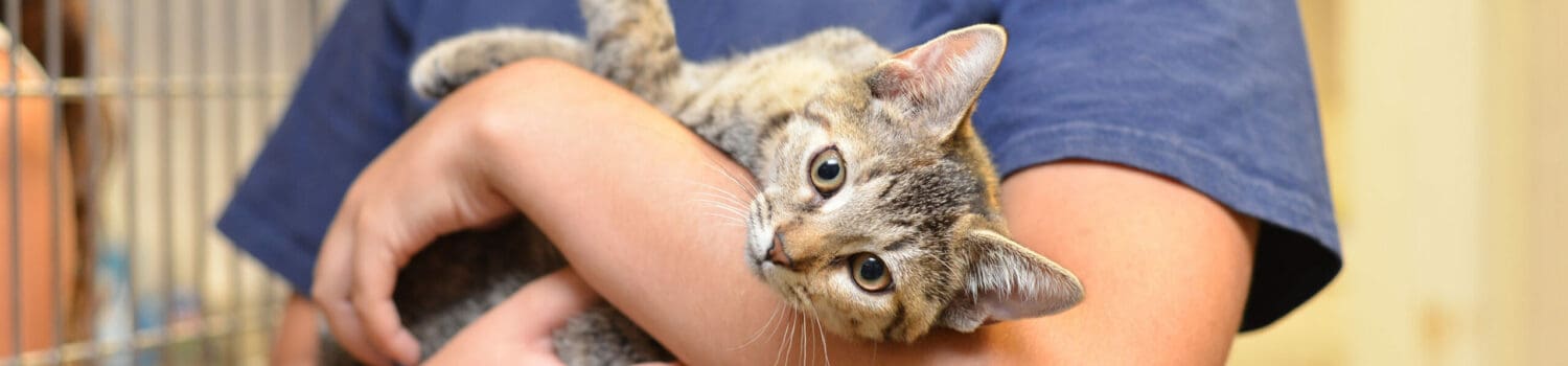 How To Deal With Difficult Animal Behaviour How To Deal With Difficult Animal Behaviour