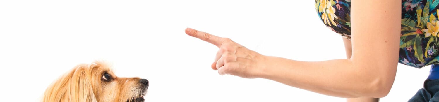 How To Deal With Difficult Animal Behaviour How To Deal With Difficult Animal Behaviour
