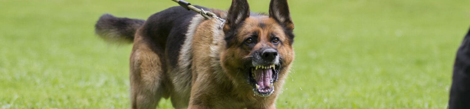 How To Deal With Difficult Animal Behaviour How To Deal With Difficult Animal Behaviour