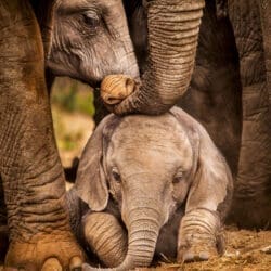 Wildlife Conservation Level 3