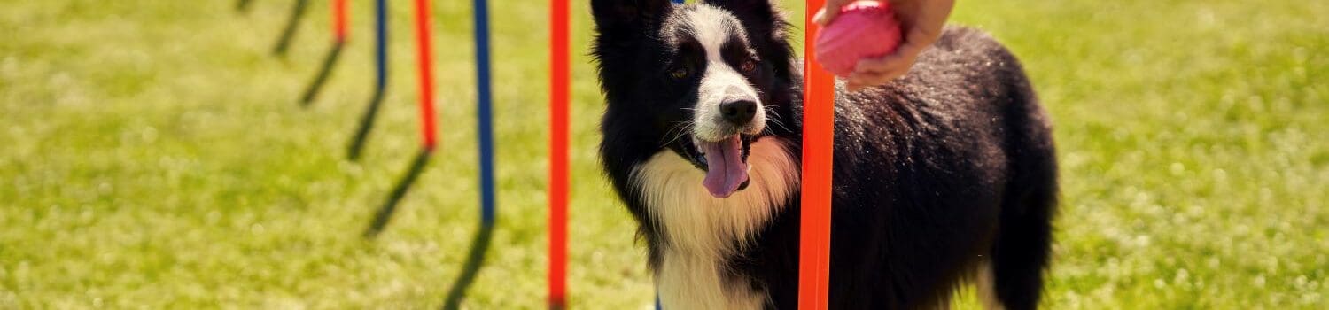 Understanding Animal Training – Positive Reinforcement Techniques Understanding Animal Training – Positive Reinforcement Techniques