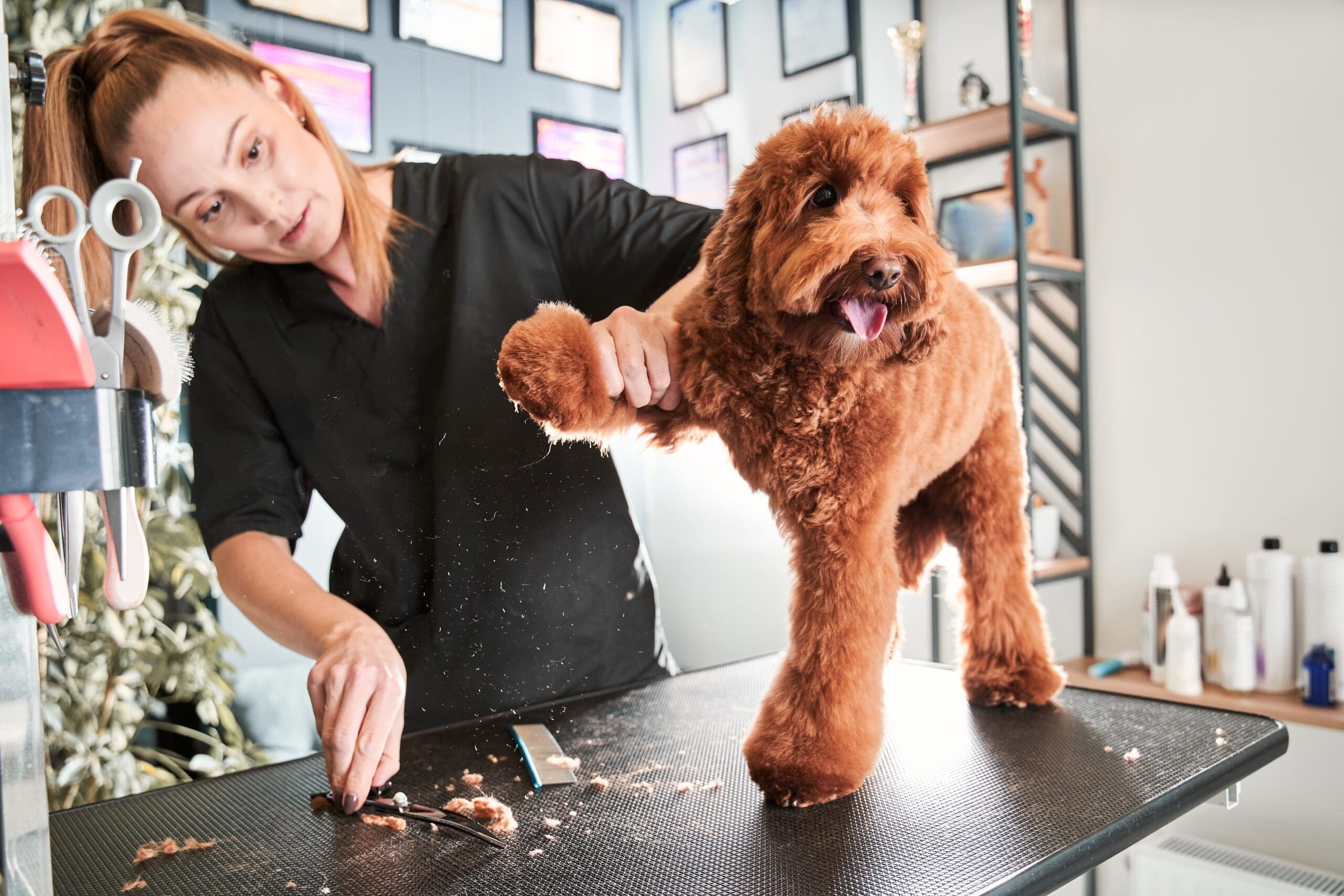 How much do Dog Groomer's earn