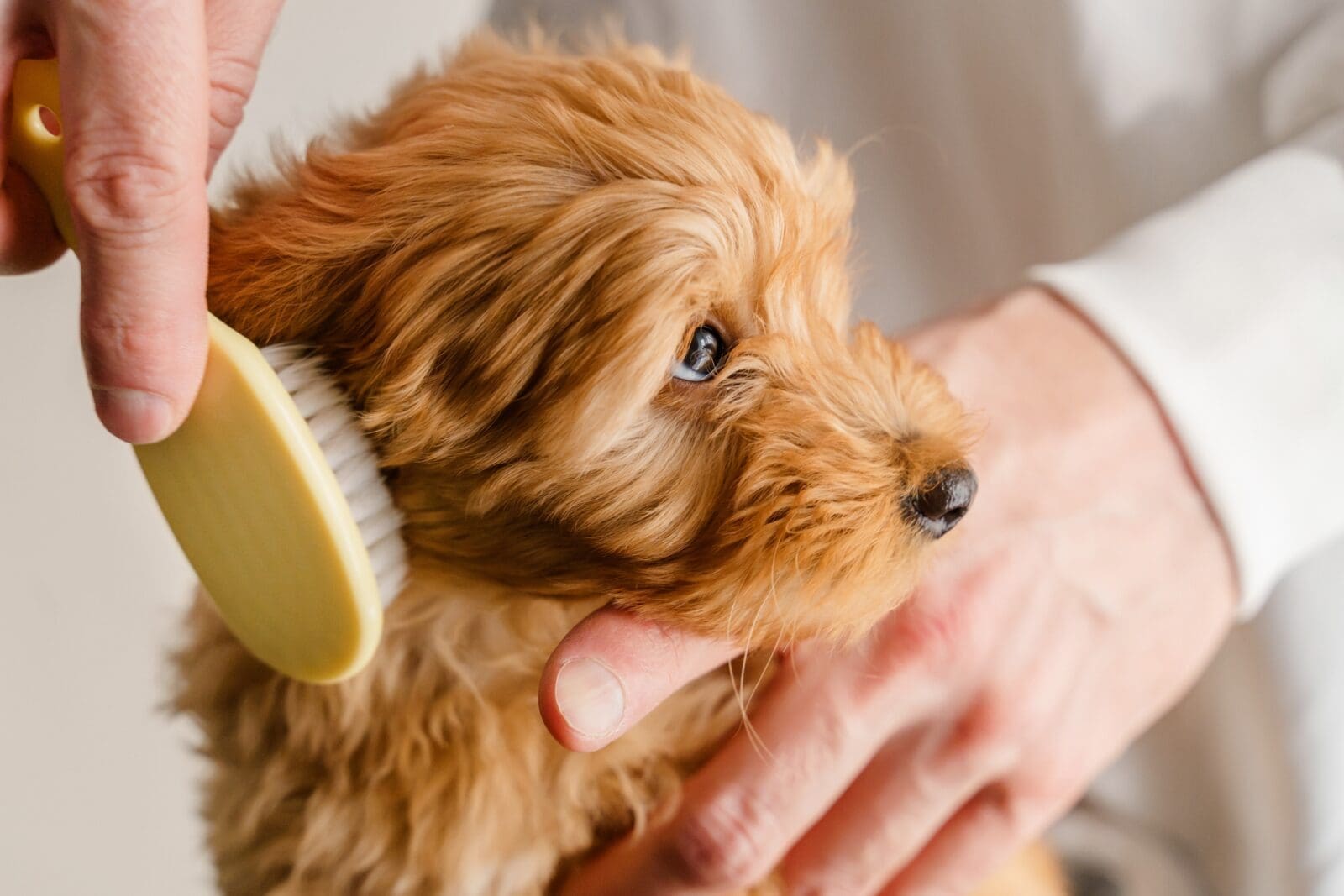 How to become a Dog Groomer