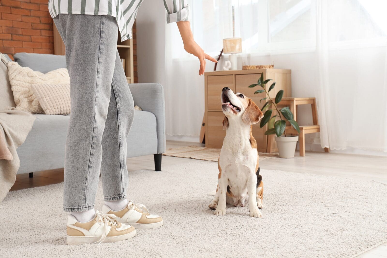 How to become a Dog Trainer