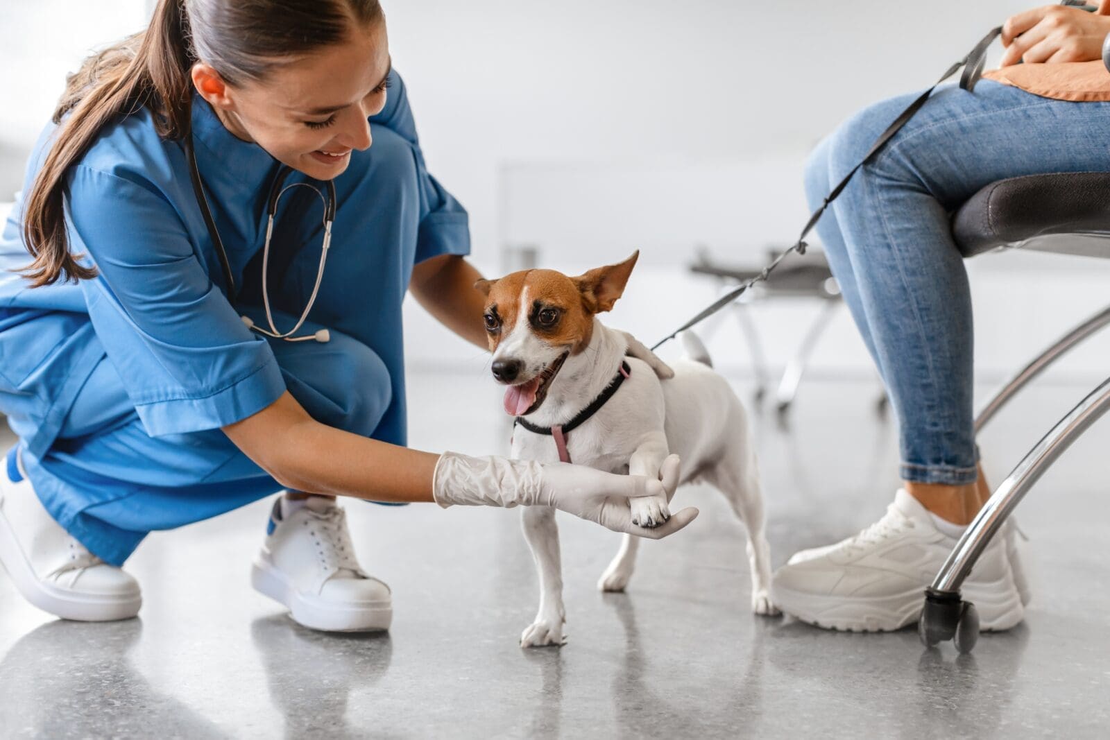 How to become a Veterinary Support Assistant