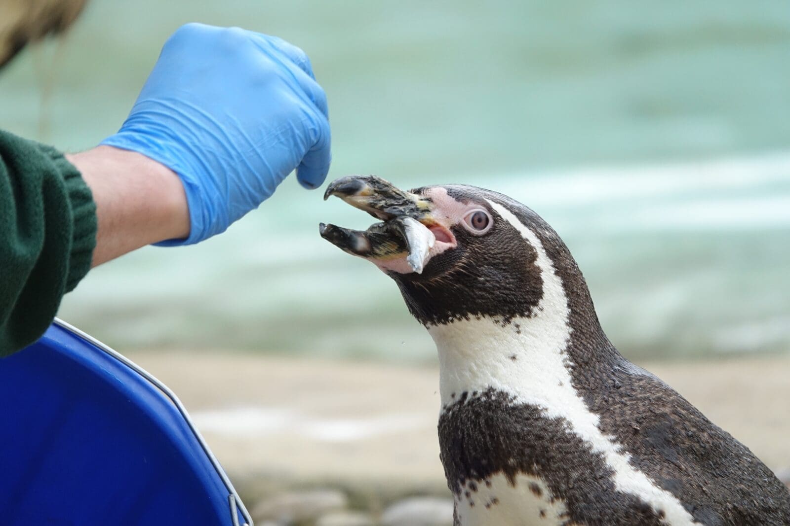 How to become a zookeeper