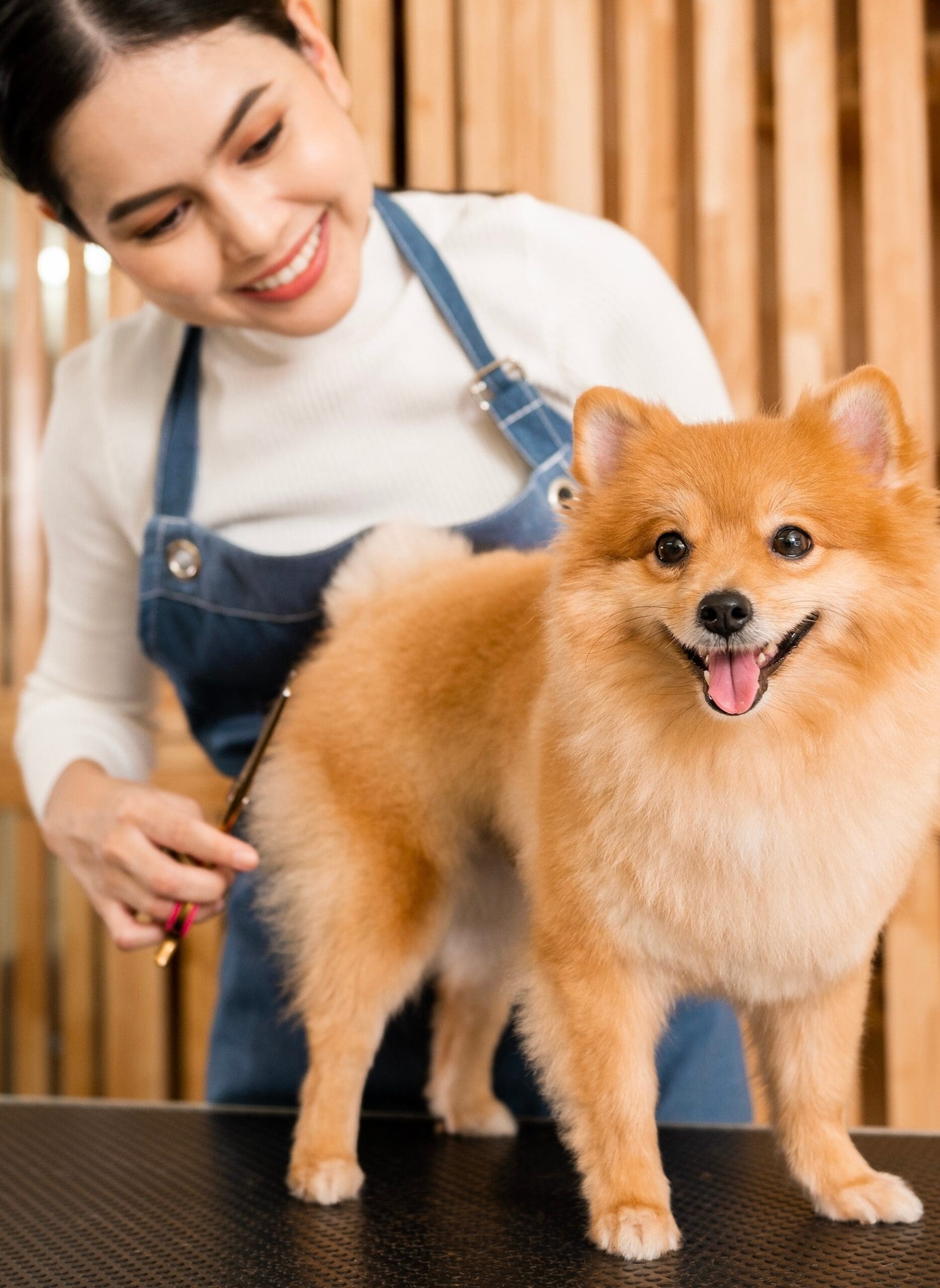 Getting experience to be a Dog Groomer Getting experience to be a Dog Groomer