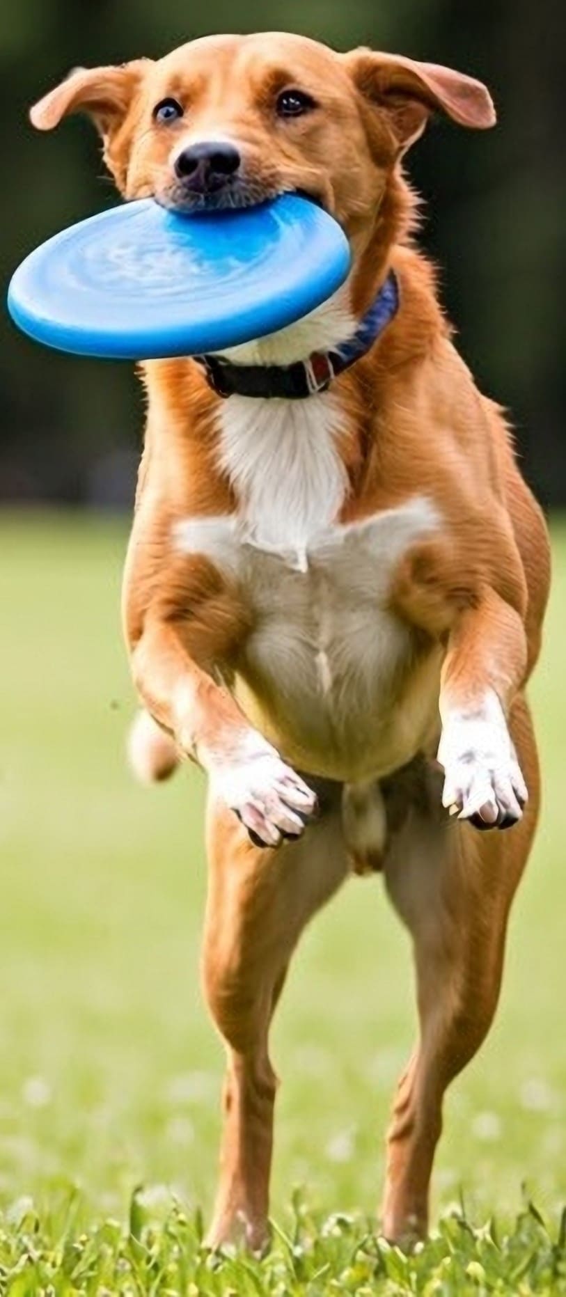Getting experience to be a Dog Trainer