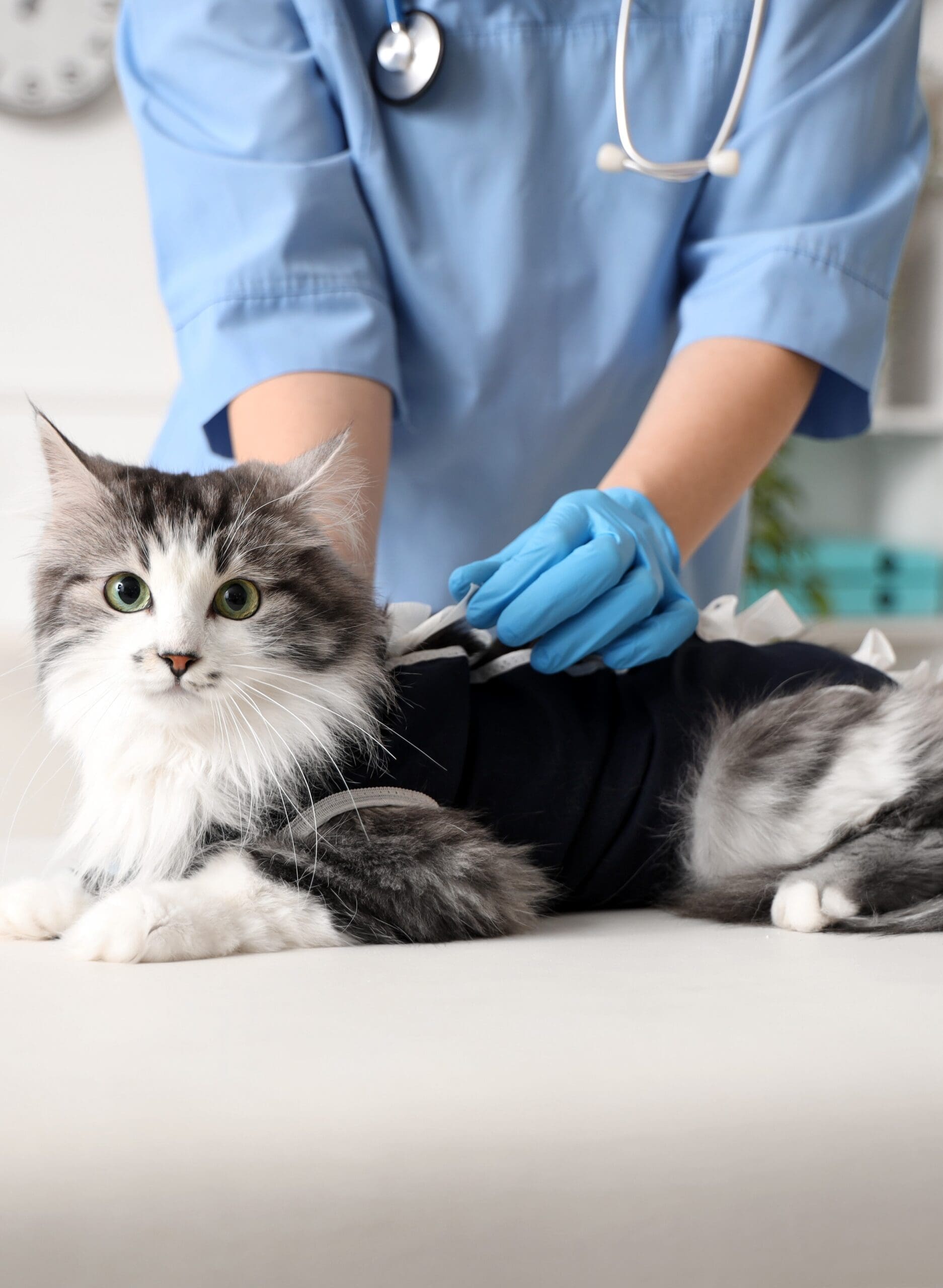 Getting experience to be a Veterinary Support Assistant Getting experience to be a Veterinary Support Assistant