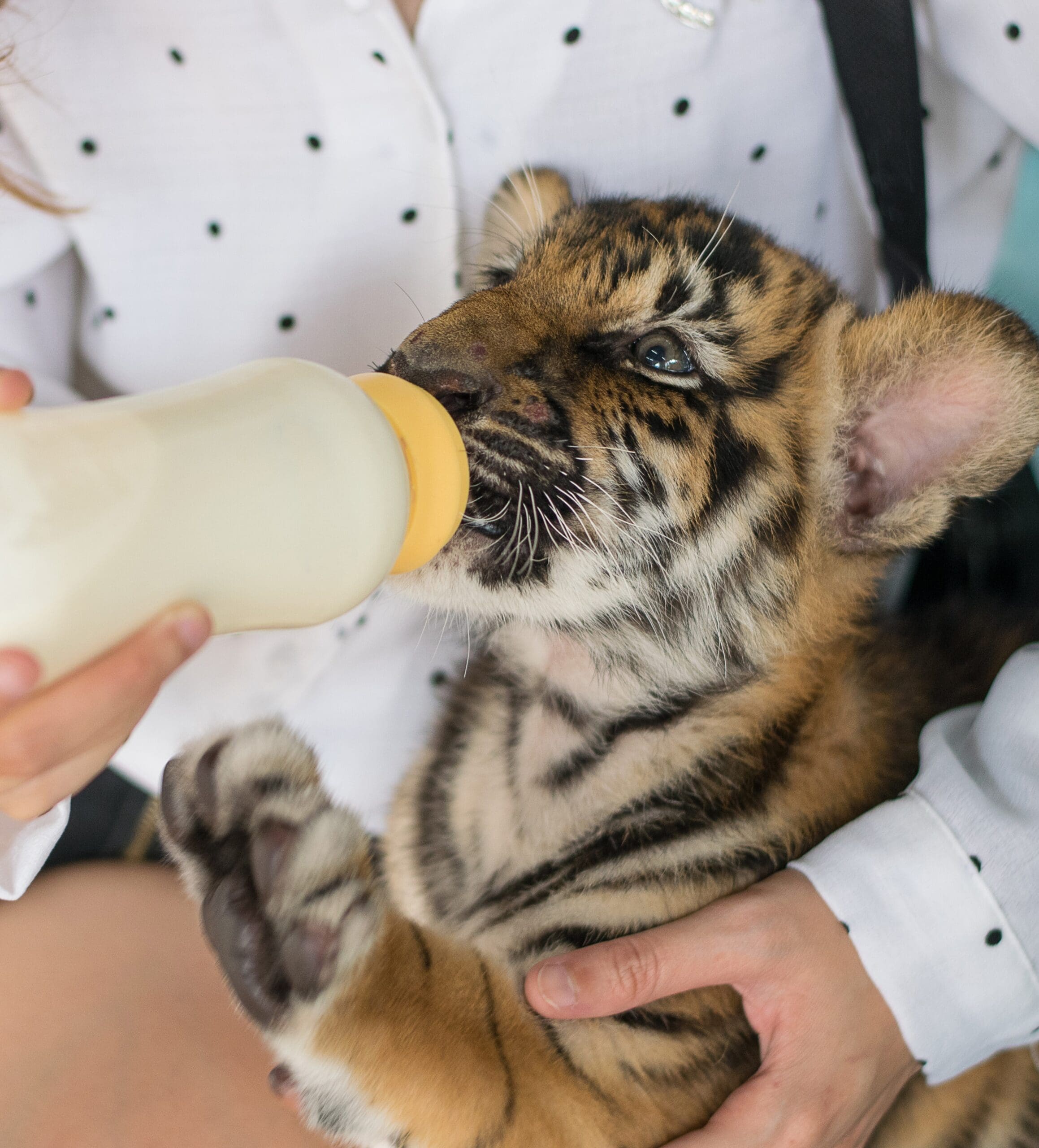 Getting experience to be a Zookeeper Getting experience to be a Zookeeper