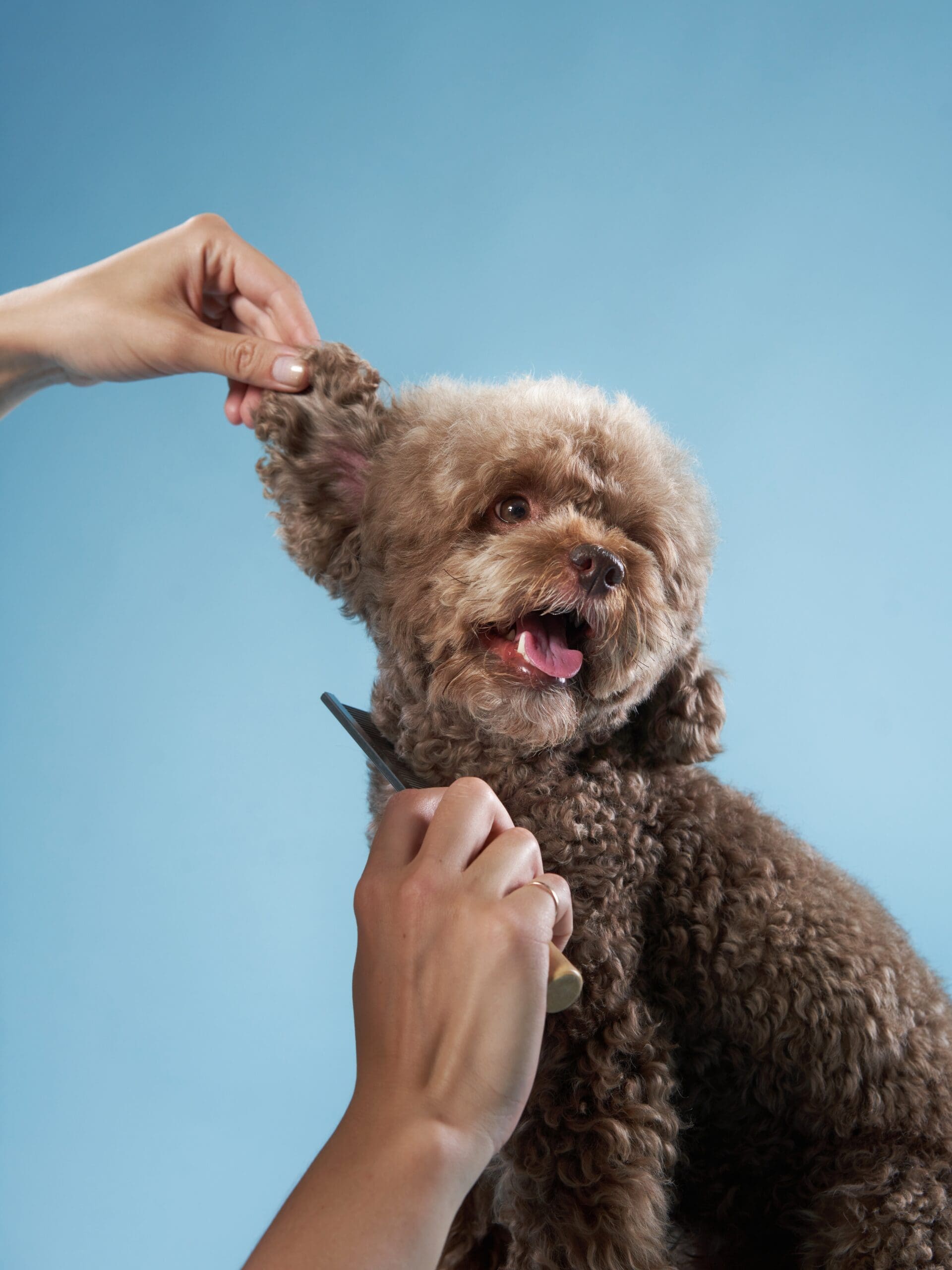 Professional bodies for a Dog Groomer Professional bodies for a Dog Groomer