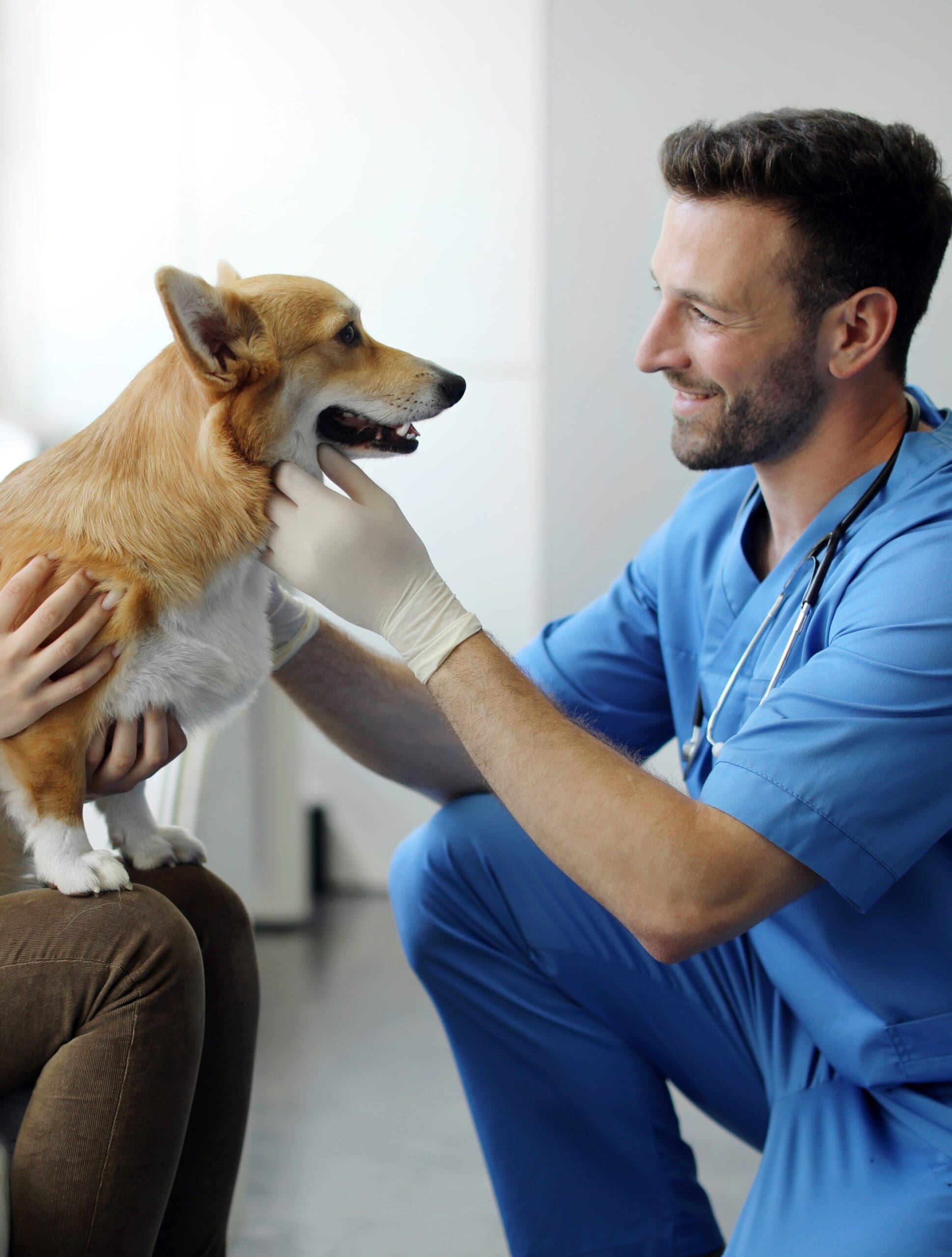 Professional bodies for a Veterinary Support Assistant Professional bodies for a Veterinary Support Assistant