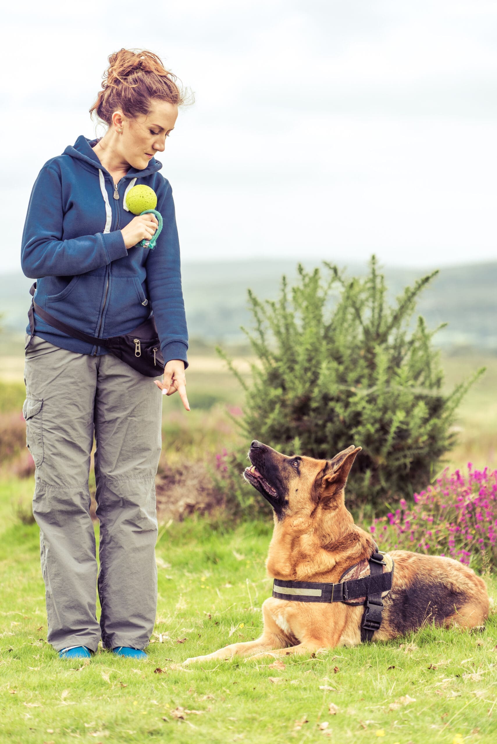 Training Fees to become a Dog Trainer
