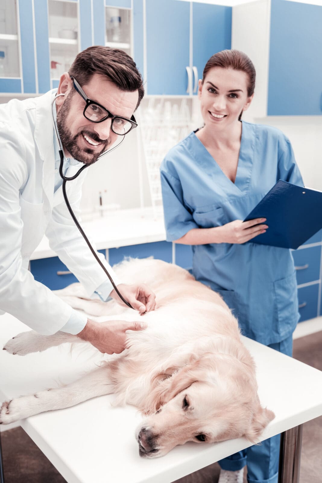 Veterinary Support Assistant CV Guide shutterstock 1178865859