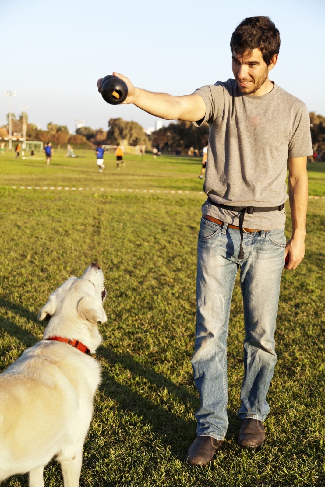 Dog Trainer CV Guide shutterstock 135430499