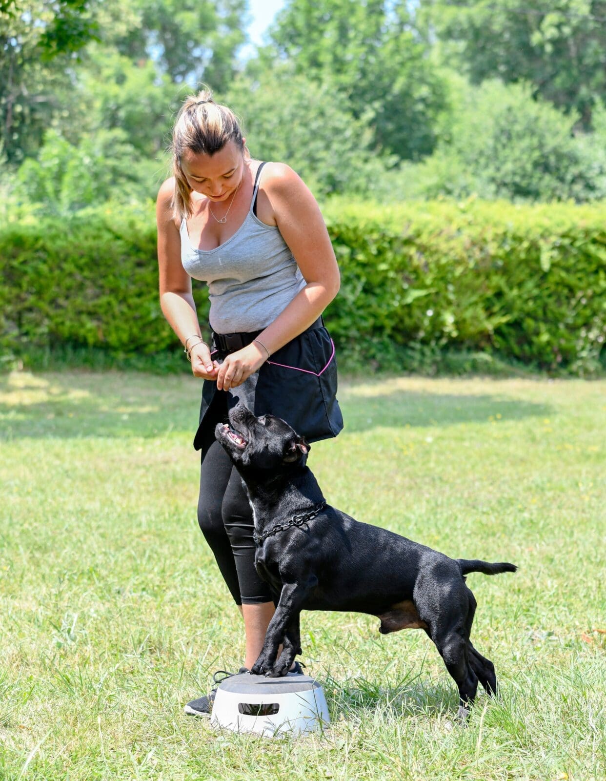 Dog Trainer CV Guide shutterstock 2330154653