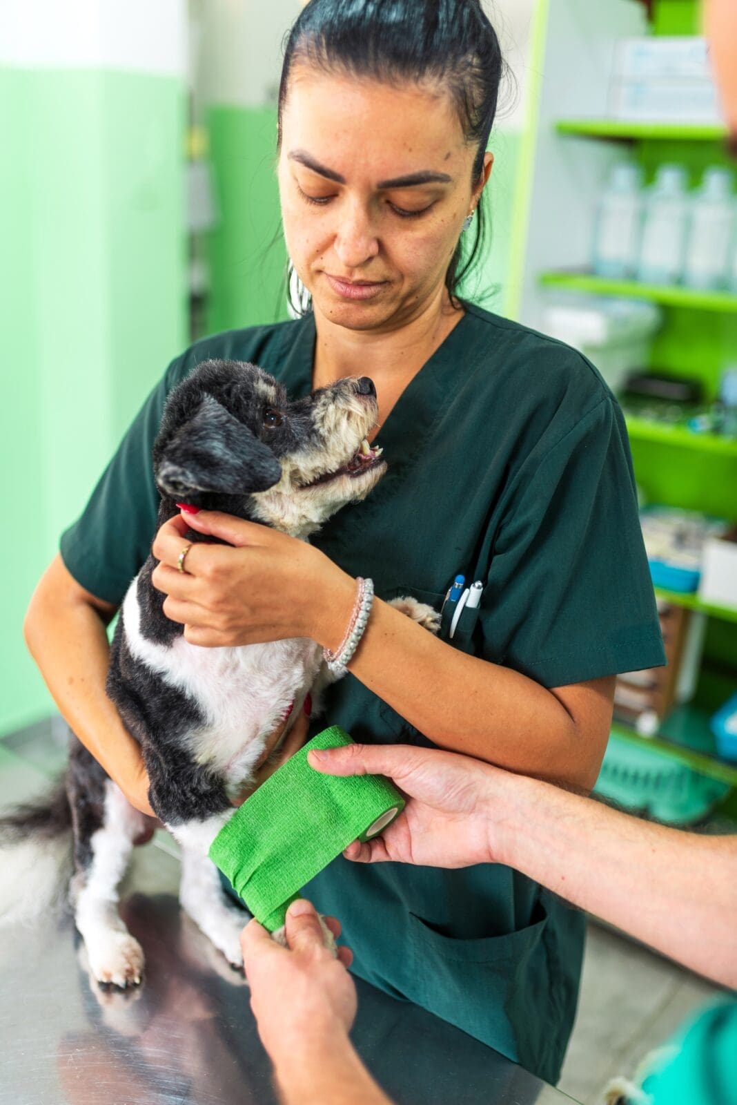 Veterinary Support Assistant CV Guide shutterstock 2602494205