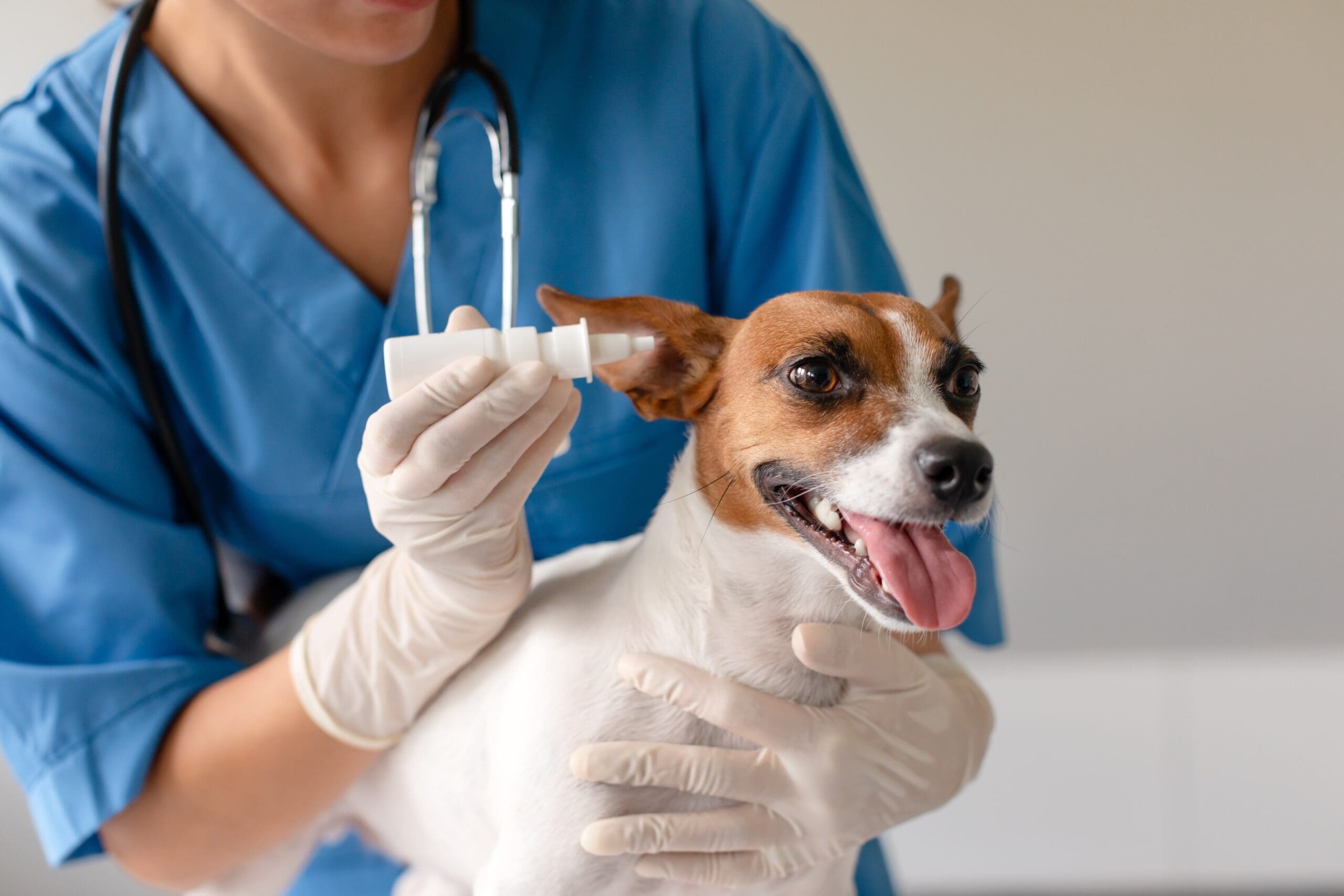 Veterinary Support Assistant scaled
