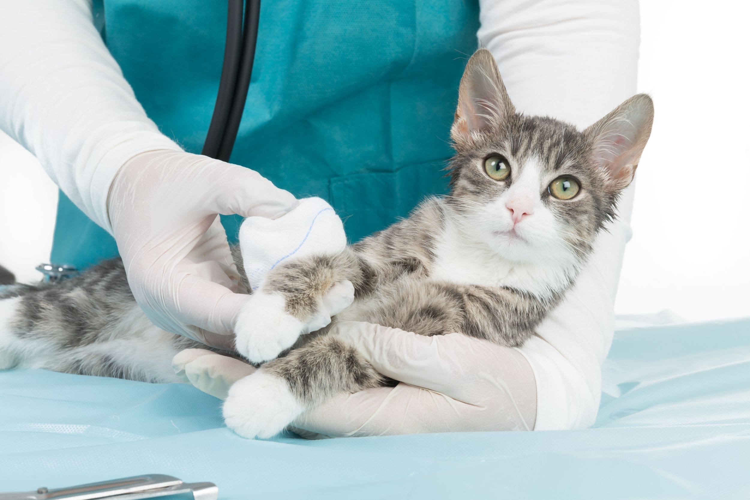 Essential first-aid for animals