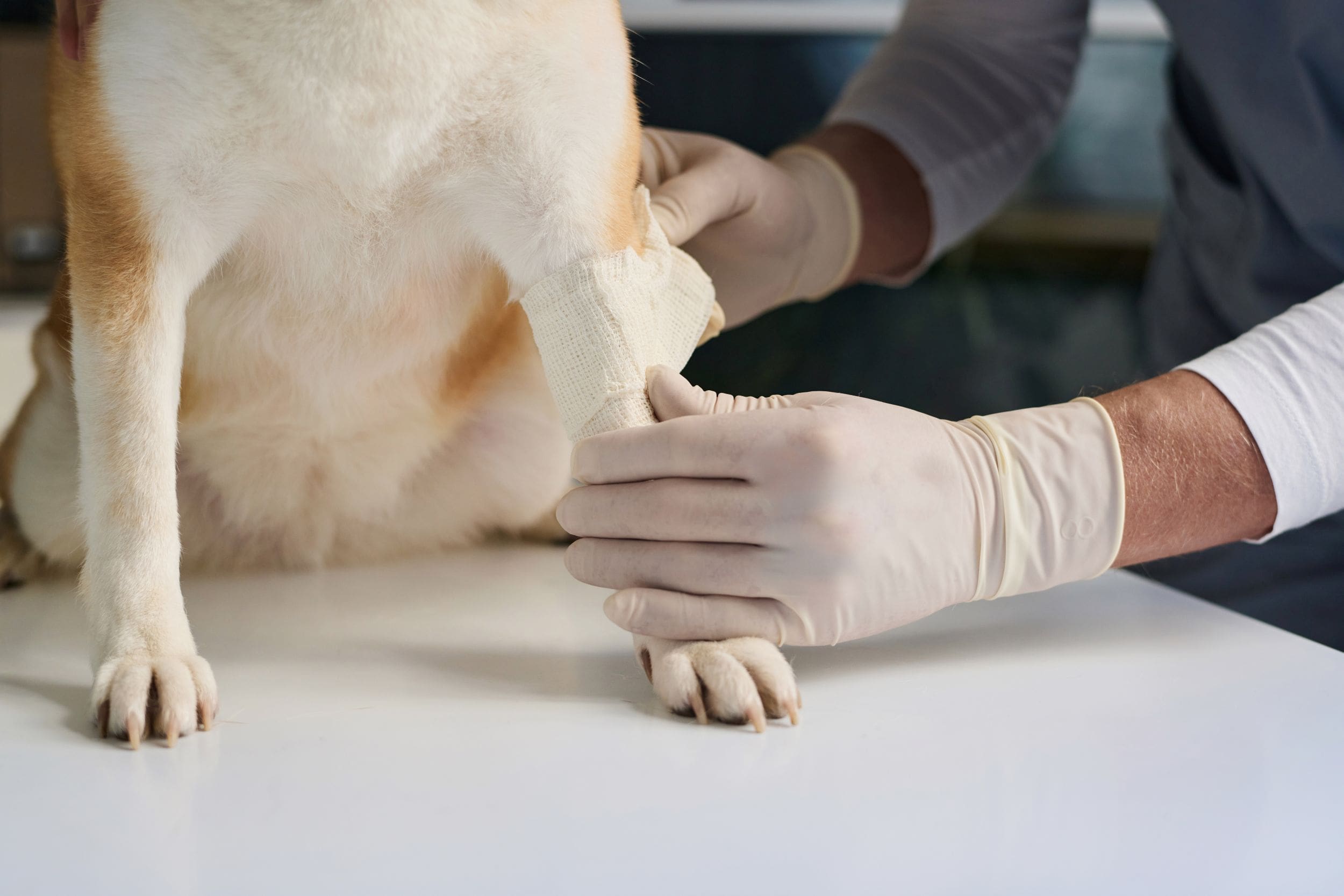 Handling wounds – cleaning, dressing and bandaging