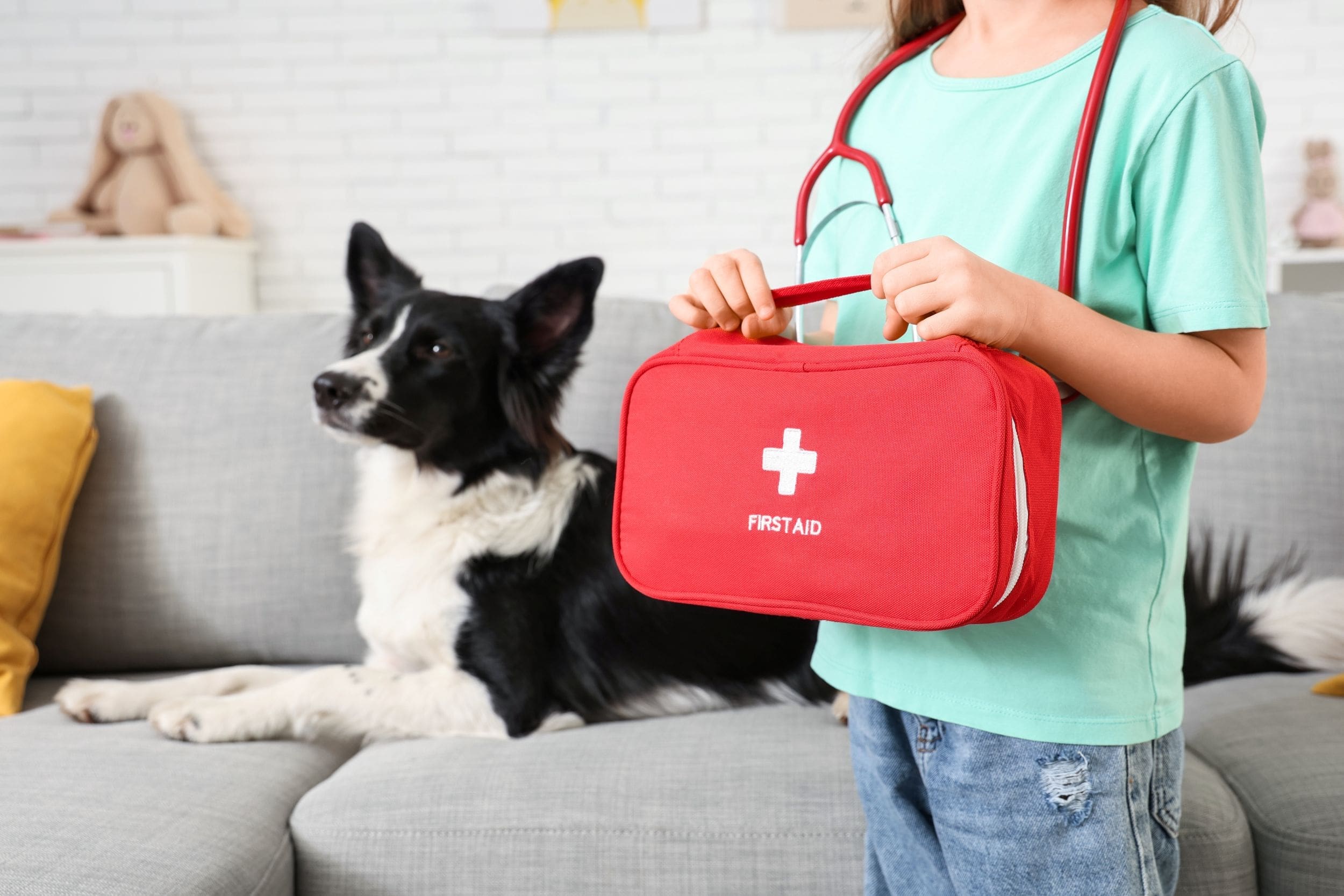 What to put in an animal first-aid kit